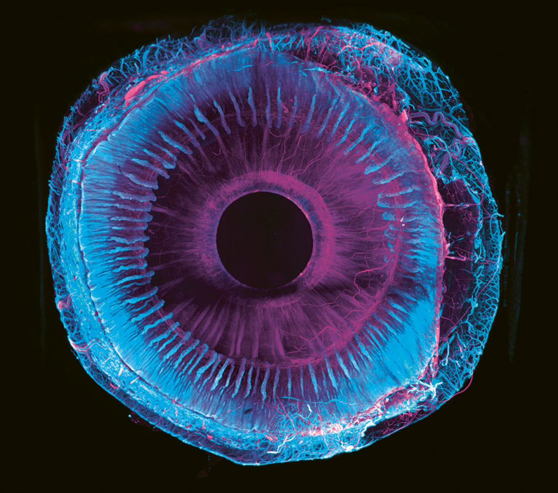 Visualisation 3D en fluorescence du segment&nbsp;antérieur d’un œil, rendu transparent grâce&nbsp;au&nbsp;protocole ClearEye.