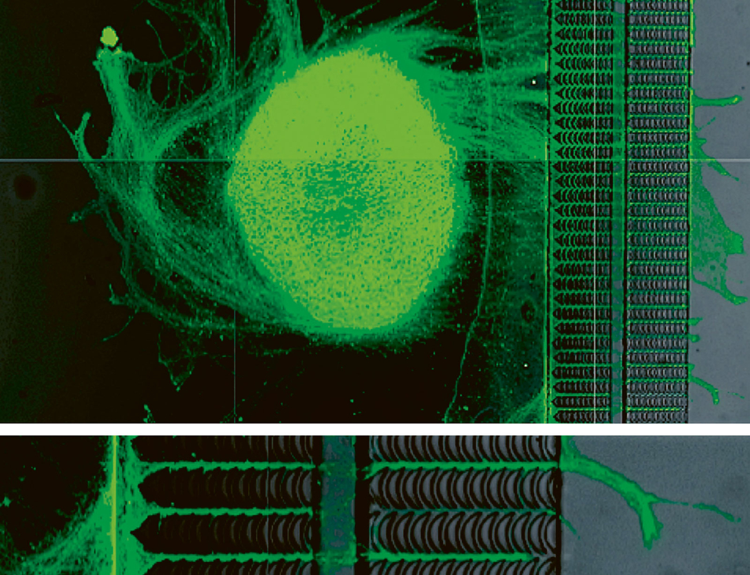 Organoïde rétinien où les cellules ganglionnaires envoient leurs prolongements axonaux vers un compartiment distant au sein d’un dispositif microfluidique qui guide leur projection dans une seule direction.